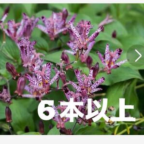 ホトトギス 苗 6本以上