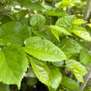桑の葉約250g以上 農薬不使用 桑の葉茶 小動物の餌 蚕の餌 ネコポス発送