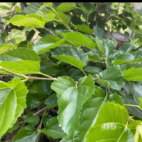 桑の葉約300g 農薬不使用 桑の葉茶 小動物の餌 蚕の餌 ネコポス発送