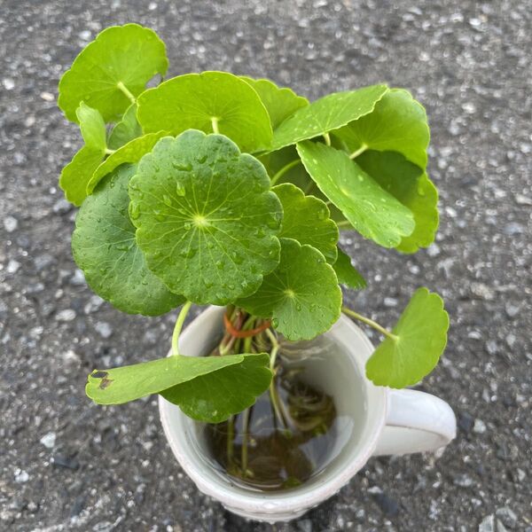 ウォーターコイン10株 根付き無農薬 小さめ