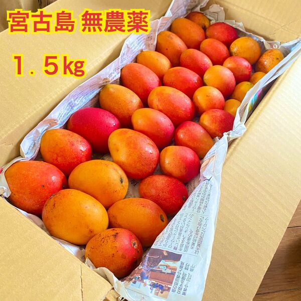 1.5《無農薬》宮古島産ピンポンマンゴー約1.5㎏ マンゴー