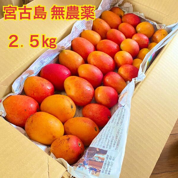 2.5《無農薬・数量限定・期間限定》宮古島産ピンポンマンゴー約2.5㎏