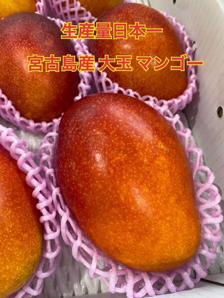 宮古島産 大玉マンゴー 1玉 550g