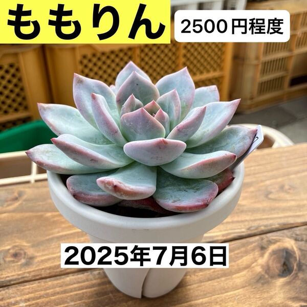 【札無し】 ミックスベリア ももりん 多肉植物 匿名配送