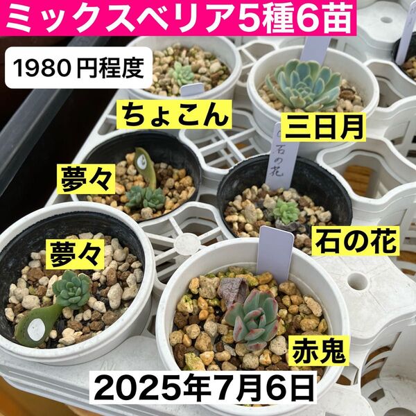 【札無し】 ミックスベリア 5種6苗 多肉植物 匿名配送