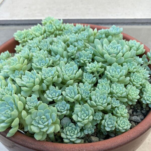 エケベリア ピンクローサ 10カット 多肉植物 匿名配送