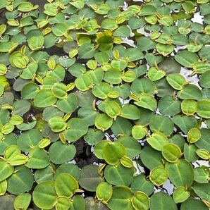 【自家栽培】フィランサス フルイタンス 15株 メダカ 浮草 水草 無農薬