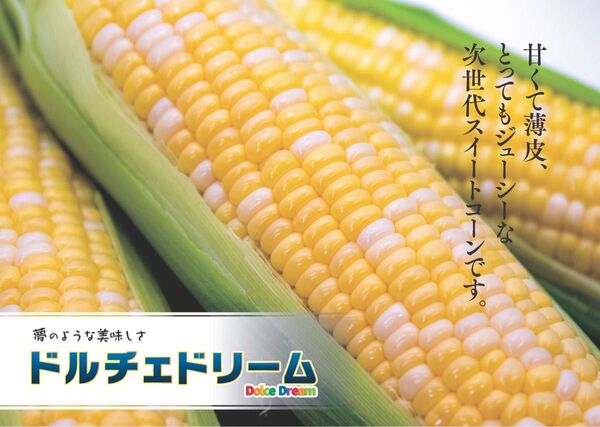あまーい スイートコーン 人気のバイカラー ドルチェドリーム 4〜5kg 愛媛県産