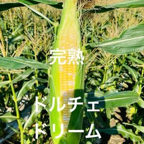 あまーい スイートコーン 人気のバイカラー ドルチェドリーム 4〜5kg 愛媛県産 訳あり