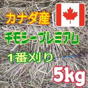 【カナダ産】チモシー5kg☆プレミアム☆1番刈り☆R6年産