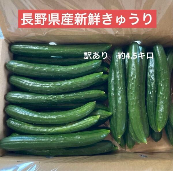 長野県産新鮮きゅうり 訳あり約4.5キロ