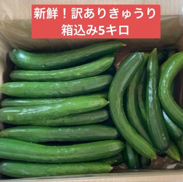 長野県産訳ありきゅうり 箱込み5キロ