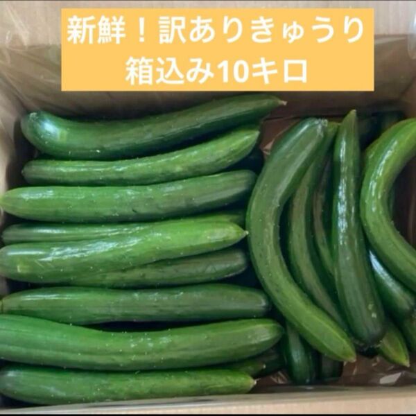長野県産訳ありきゅうり 箱込み10キロ