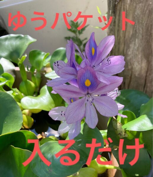 ホテイアオイ ミニホテイアオイ ウォーターヒヤシンス 水草 ビオトープ 卵床 無農薬 メダカ水槽で増えた