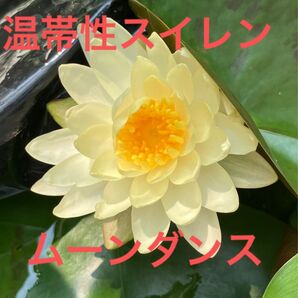 温帯性スイレン 株分け株 スイレン 花上がり良 耐寒性睡蓮 睡蓮 苗 メダカ ビオトープスイレン 温帯性スイレン 株分け株 苗