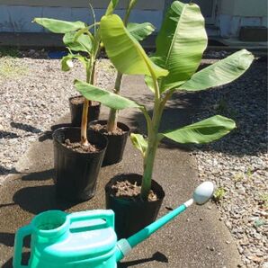 アイスクリームバナナ 耐寒性バナナ musa 果樹苗 バナナ