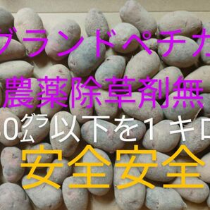グランドペチカ デストロイヤー