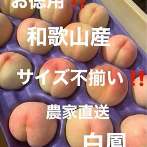 和歌山県産 桃 白鳳 農家直送 4キロ箱 サイズ混合