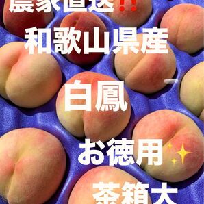 和歌山県産 桃 白鳳 農家直送 茶箱大 お徳用