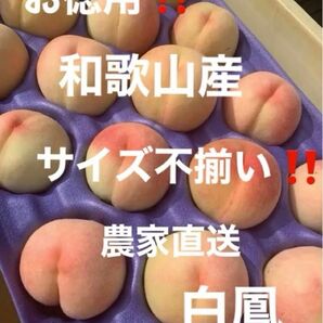 お徳用!農家直送 和歌山県 白鳳 15〜18個 不揃い