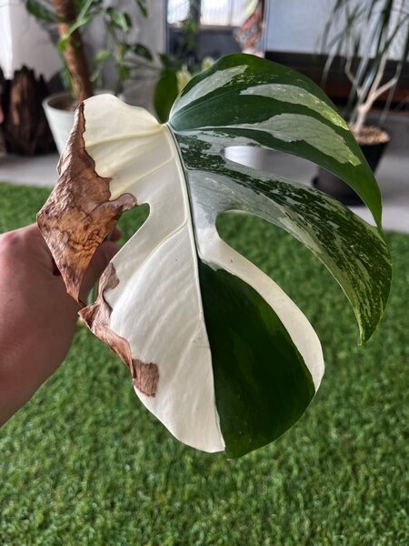 斑入り モンステラ ハーフムーン 発芽済み ホワイトタイガー ボルシギアナ