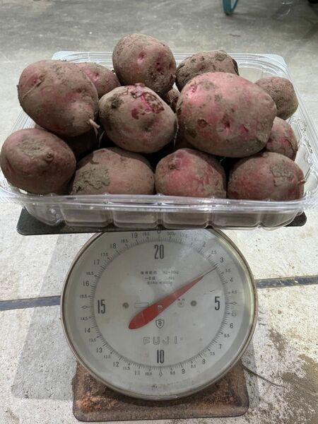 アンデスレッド 3kg サイズいろいろ じゃがいも