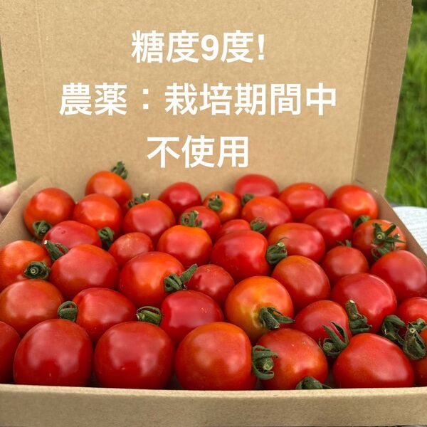 糖度9度! ミニトマト1kg