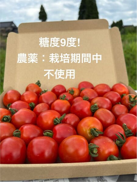ミニトマト 1 kg