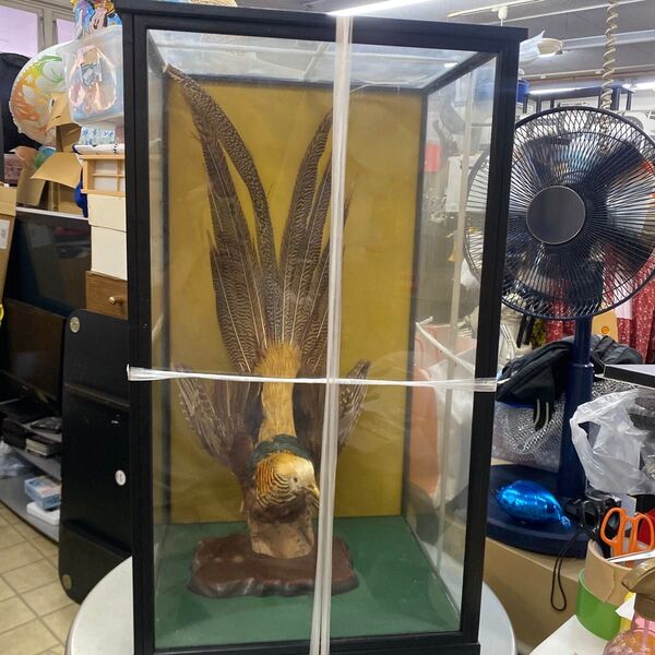 I 錦雉鳥の剥製 ガラスケース