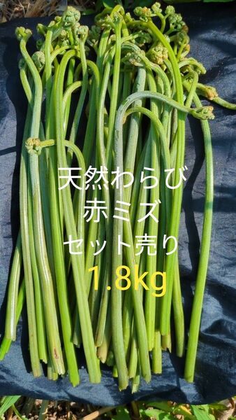 【山菜セット】天然わらび 赤みず 天然 山菜 常温発送 山菜ミズ 1.8kg