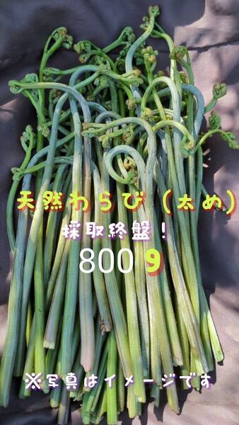 800g 天然わらび 山菜 常温発送 当日採取 ねばり ネコポス
