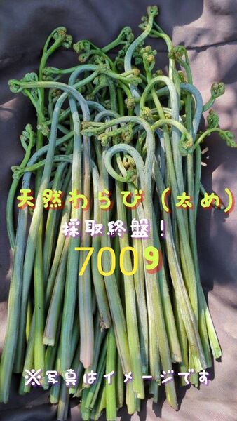 700g 天然わらび 山菜 常温発送 当日採取 ねばり ネコポス