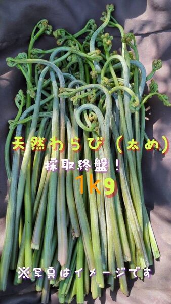 1kg 天然わらび 山菜 常温発送 当日採取 ねばり
