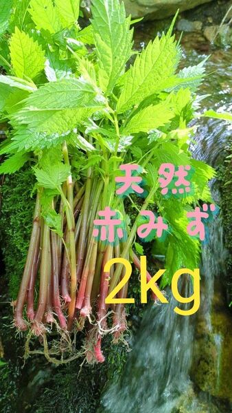 山菜みず ミズ 2kg みず ウワバミソウ 赤ミズ ミネラル豊富 ねばり 太め ビタミン豊富