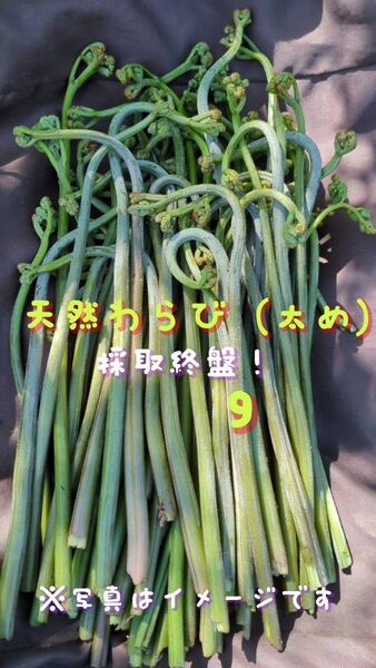 700g 天然わらび 山菜 常温発送 当日採取 ねばり ネコポス