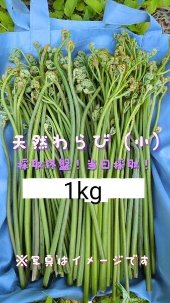 1kg 天然わらび 山菜 常温発送 当日採取 ねばり ネコポス 細め