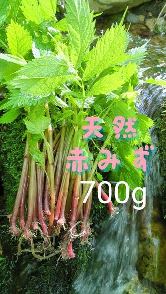 山菜みず ミズ 700g みず ウワバミソウ 赤ミズ ミネラル豊富 ねばり 太め ビタミン豊富