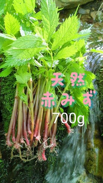山菜みず ミズ 700g みず ウワバミソウ 赤ミズ ミネラル豊富 ねばり 太め ビタミン豊富