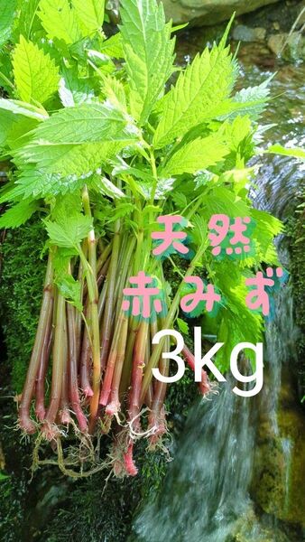 山菜みず ミズ 3kg みず ウワバミソウ 赤ミズ ミネラル豊富 ねばり ビタミン豊富