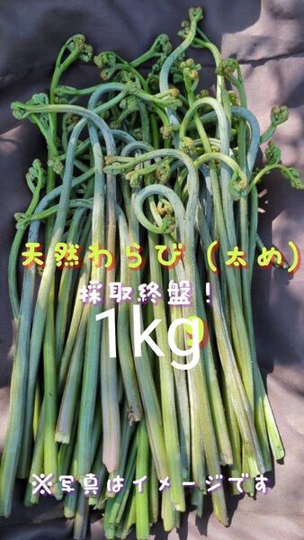 1kg 天然わらび 山菜 常温発送 当日採取 ねばり ネコポス