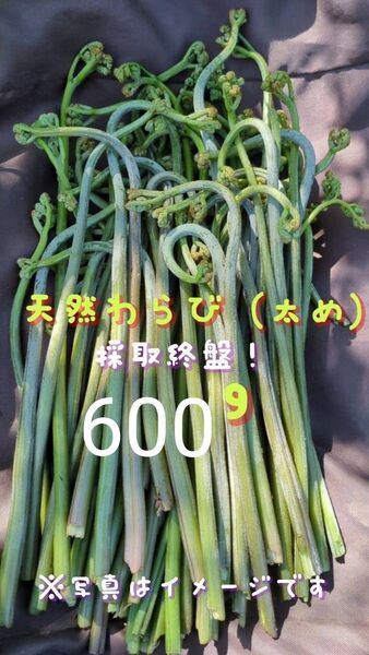 600g 天然わらび 山菜 常温発送 当日採取 ねばり ネコポス