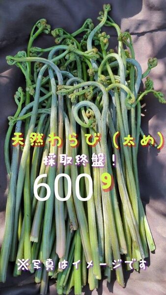 600g 天然わらび 山菜 常温発送 当日採取 ねばり ネコポス