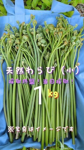 1kg 天然わらび 山菜 常温発送 当日採取 ねばり ネコポス 中太