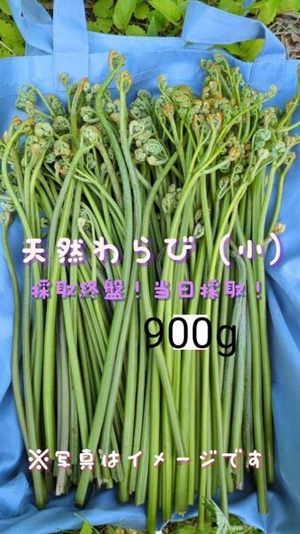900g 天然わらび 山菜 常温発送 当日採取 ねばり ネコポス