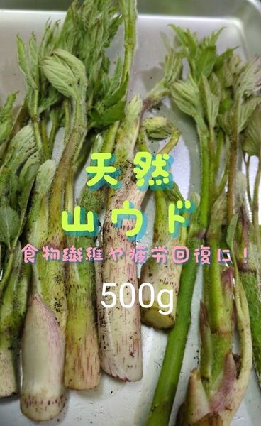 山ウド 天然 500g ウド 常温発送 ネコポス 小さめ