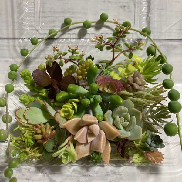多肉植物セダム カット苗 寄せ植え おまかせミニセット⑥