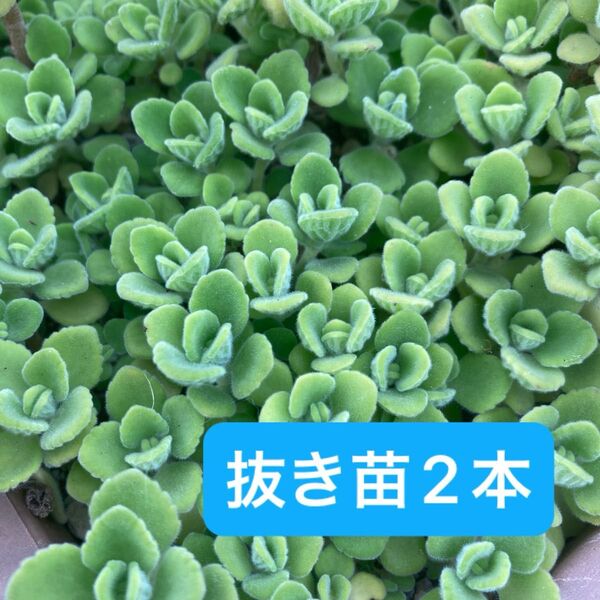 アロマティカス 抜き苗 2本 ハーブ 多肉植物