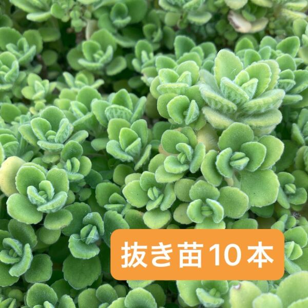アロマティカス 抜き苗 10本 ハーブ 多肉植物
