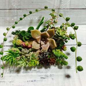 多肉植物セダム カット苗 寄せ植え おまかせミニセット⑤