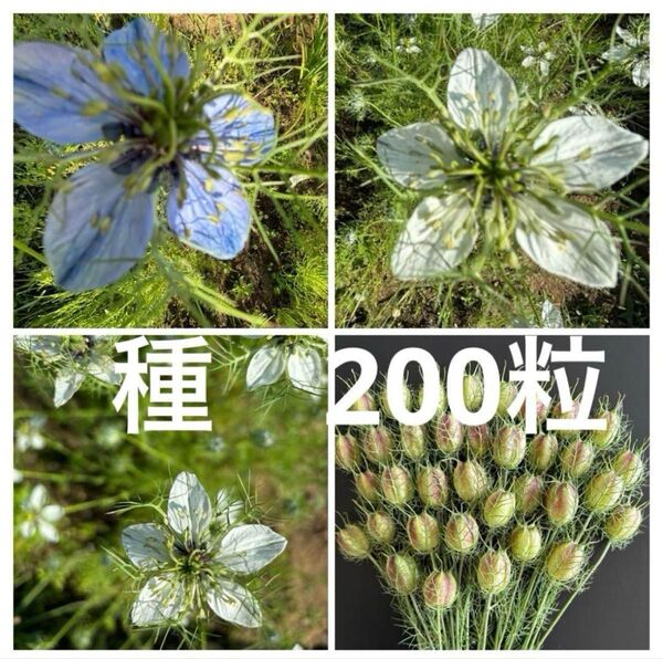 ニゲラ 青と白 花の種 200粒